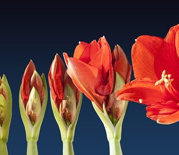 rozkład wzmacniania